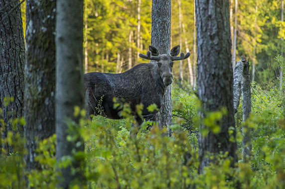 En älg med horn som står i skogen och kollar mot kameran.