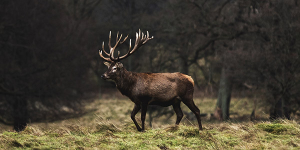 Kronhjort med stora horn i skogen om hösten