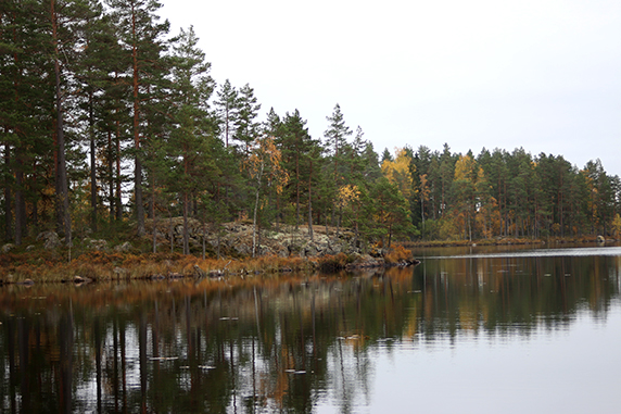 Skog som speglas i en sjö.